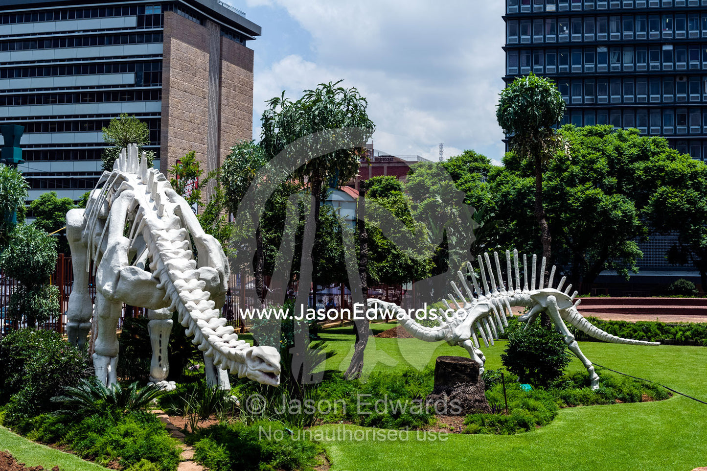 Dinosaur skeletons greet visitors to the Museum of Natural History. Transvaal Museum of Natural History, Pretoria, Gauteng Province, South Africa.