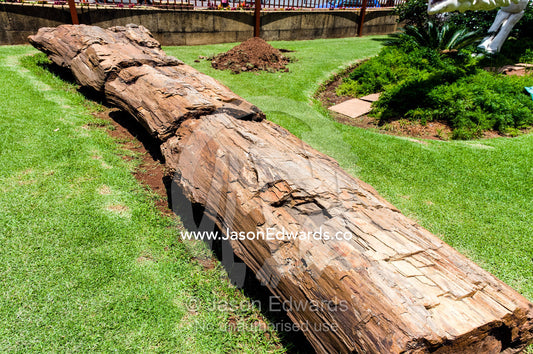 A petrified and fossilized tree trunk at the entrance to a museum. Transvaal Museum of Natural History, Pretoria, Gauteng Province, South Africa.