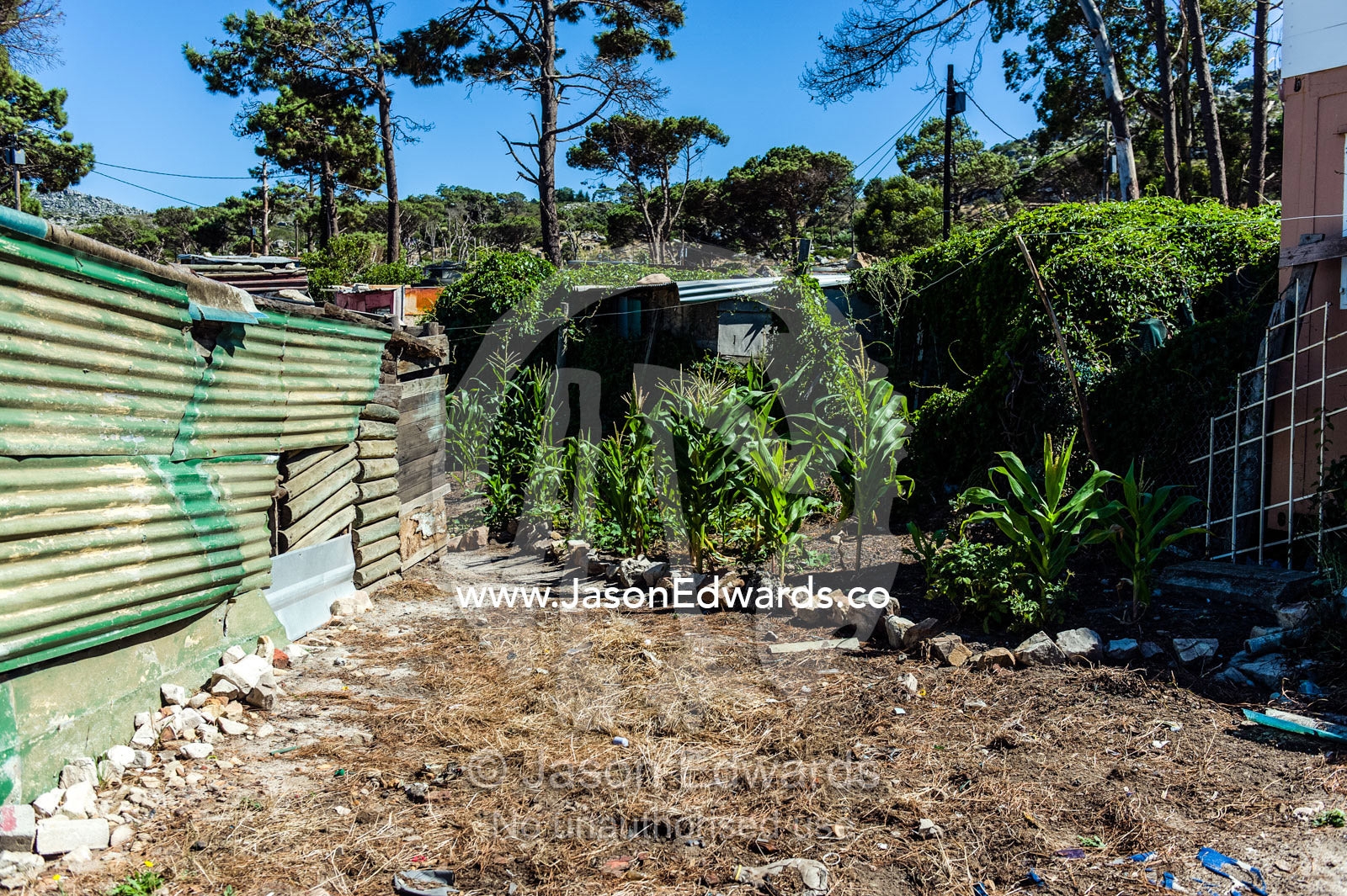 Township homes made of scrap metal and communal vegetable gardens. Red Hill Township and Pre-School, Cape Town, Western Cape, South Africa.