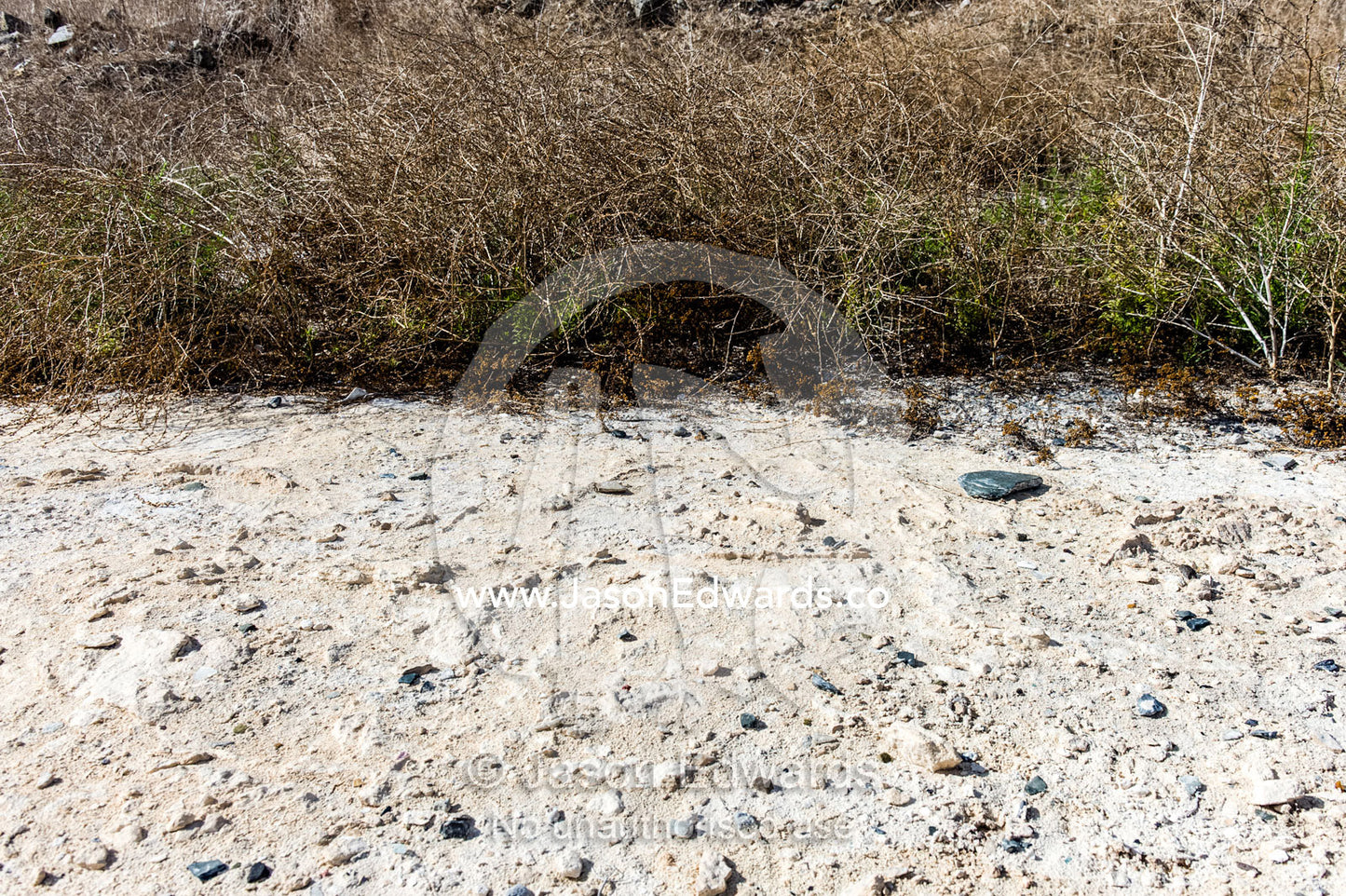 Dead shrubs and grasses line sulphur deposits in a prison mine. Robben Island, Cape Town, Bloubergstrand, Table Bay, Western Cape, South Africa.