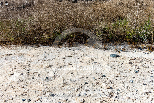 Dead shrubs and grasses line sulphur deposits in a prison mine. Robben Island, Cape Town, Bloubergstrand, Table Bay, Western Cape, South Africa.
