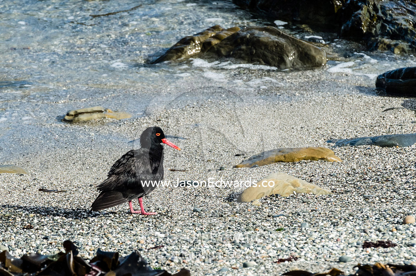 An African Black Oystercatcher resting on a shell beach at low tide. Robben Island, Cape Town, Bloubergstrand, Table Bay, Western Cape, South Africa.