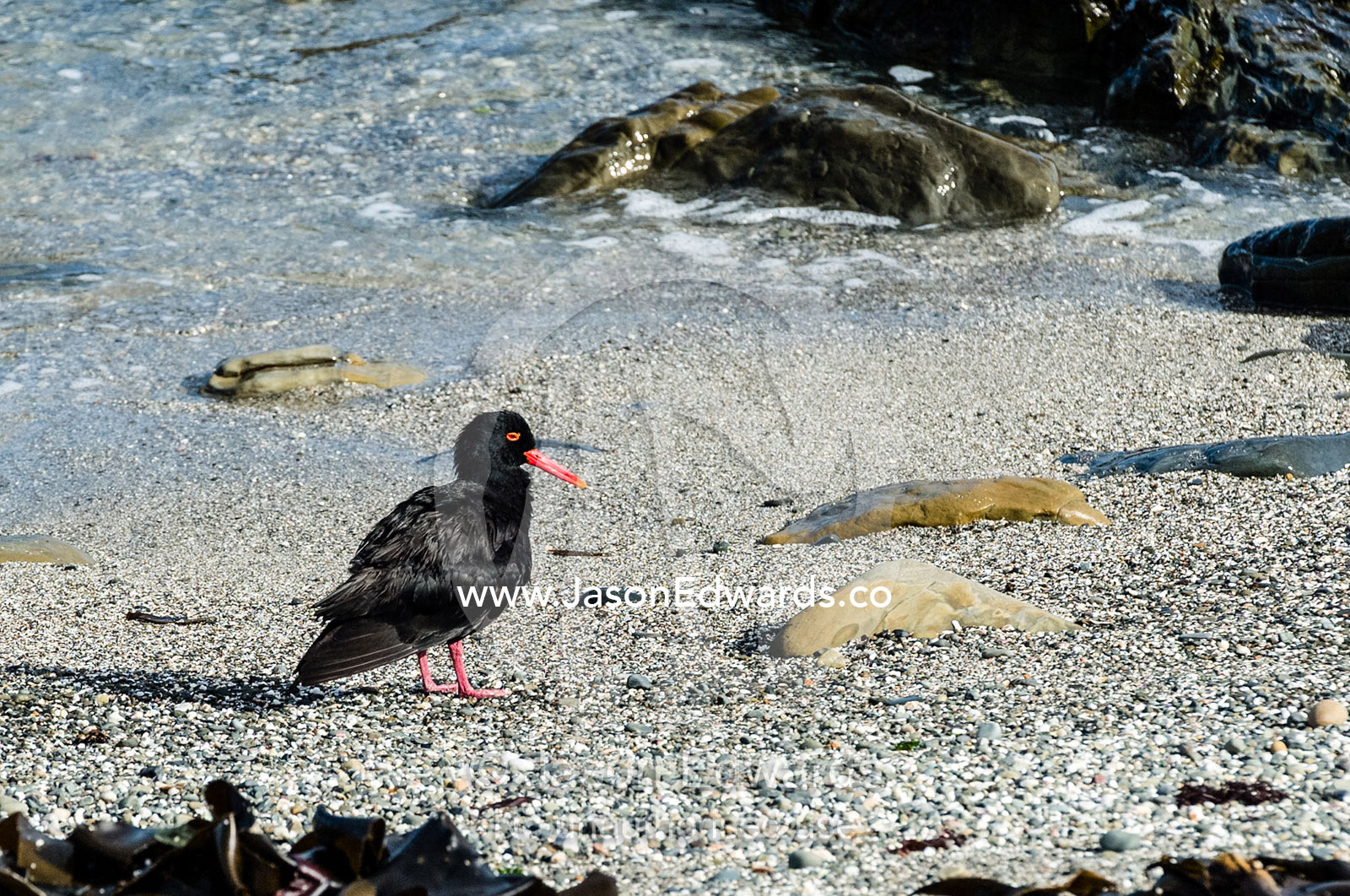 An African Black Oystercatcher resting on a shell beach at low tide. Robben Island, Cape Town, Bloubergstrand, Table Bay, Western Cape, South Africa.