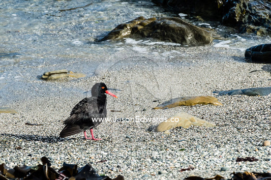 An African Black Oystercatcher resting on a shell beach at low tide. Robben Island, Cape Town, Bloubergstrand, Table Bay, Western Cape, South Africa.