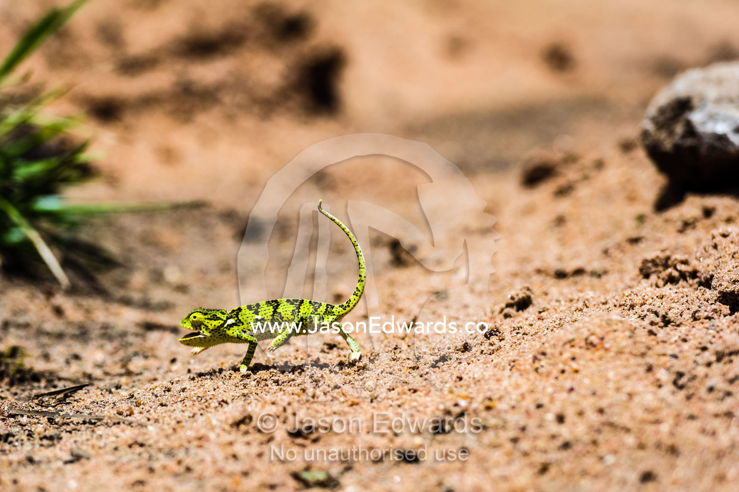 An exposed Flap-necked Chameleon marching across hot sandy ground. Kruger National Park, Manyeleti, Shalati Village, Mnisi Community, Limpopo, South Africa.
