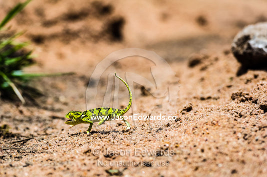 An exposed Flap-necked Chameleon marching across hot sandy ground. Kruger National Park, Manyeleti, Shalati Village, Mnisi Community, Limpopo, South Africa.