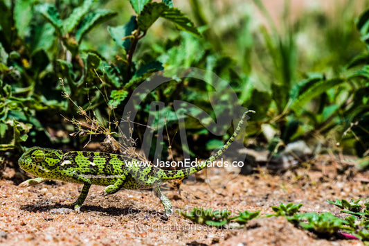 An exposed Flap-necked Chameleon marching across hot sandy ground. Kruger National Park, Manyeleti, Shalati Village, Mnisi Community, Limpopo, South Africa.