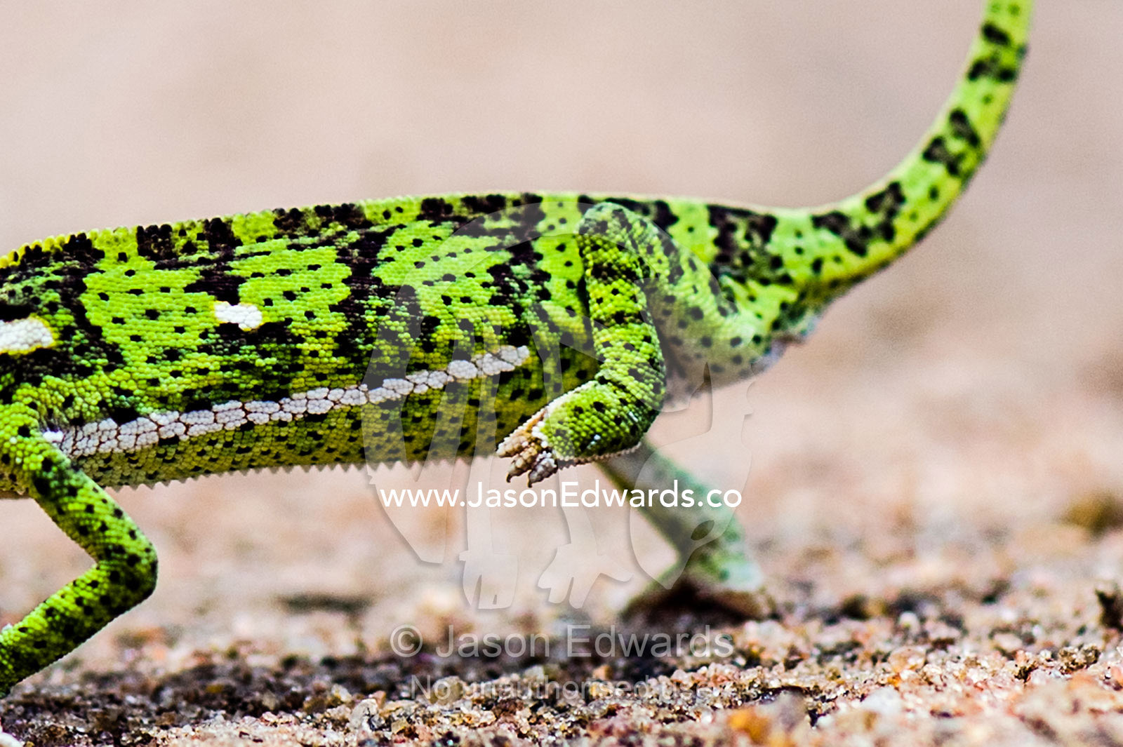 A Flap-necked Chameleon raises a leg marching across hot sandy ground. Kruger National Park, Manyeleti, Shalati Village, Mnisi Community, Limpopo, South Africa.
