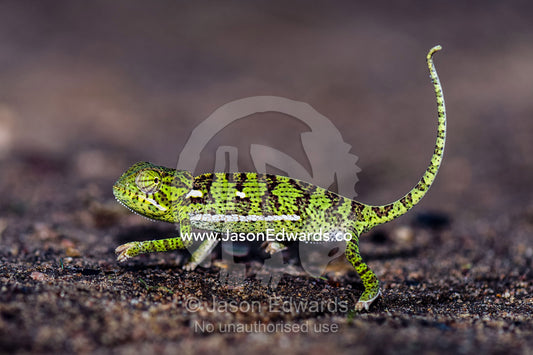 An exposed Flap-necked Chameleon marching across hot sandy ground. Kruger National Park, Manyeleti, Shalati Village, Mnisi Community, Limpopo, South Africa.