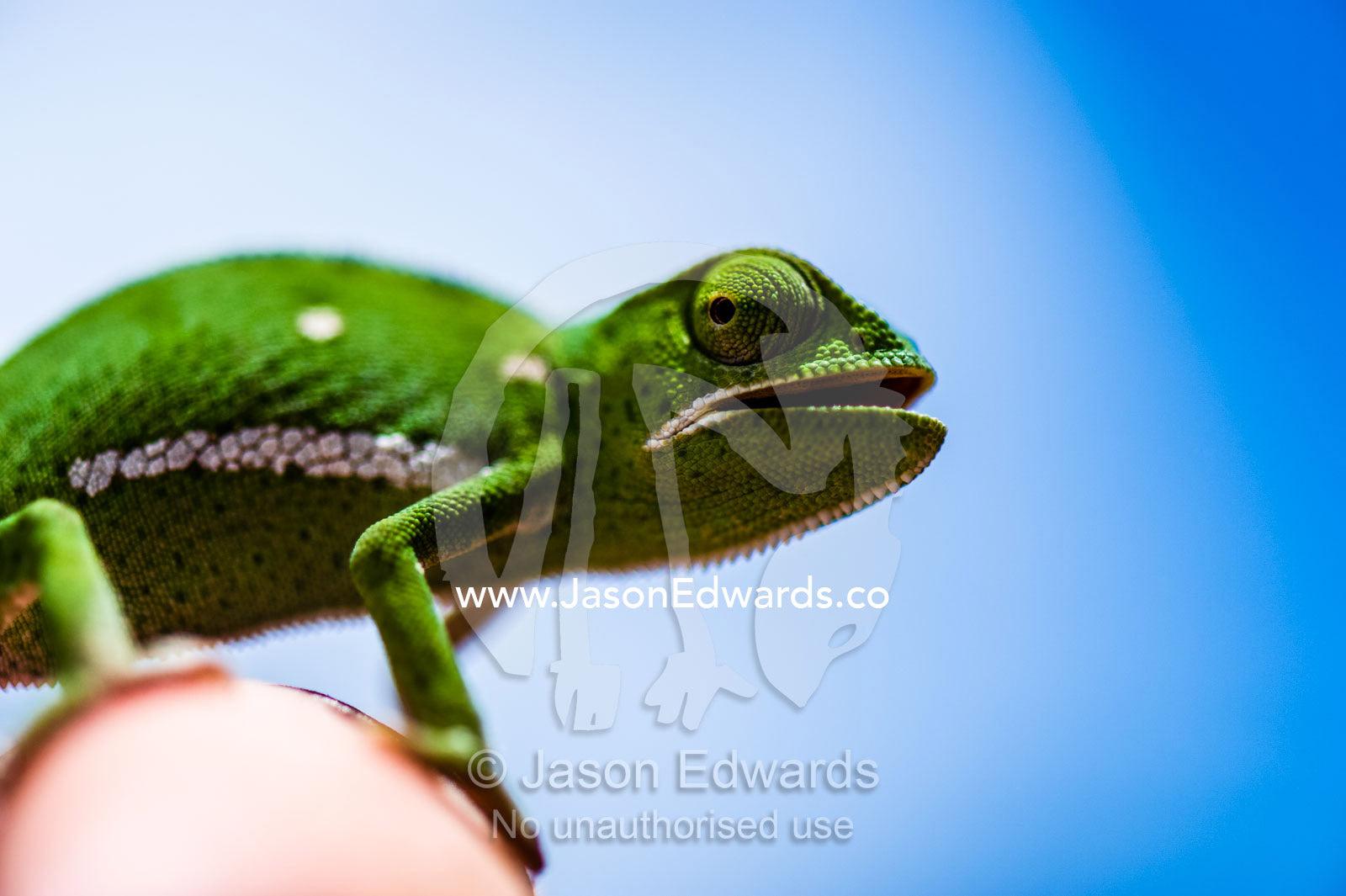 A Flap-necked Chameleon perched on a fingertip against a blue sky. Kruger National Park, Manyeleti, Shalati Village, Mnisi Community, Limpopo, South Africa.