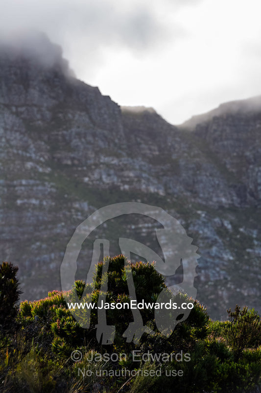 A rugged cliff face rises over the canopy of a Fynbos heathland. Cape Town, Chapmans Peak Drive, Chapmans Peak, Western Cape, Cape Peninsula, South Africa.