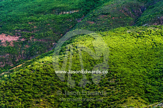 A Fynbos heathland clings to a rugged wind swept coastal hillside. Cape Town, Chapmans Peak Drive, Chapmans Peak, Western Cape, Cape Peninsula, South Africa.