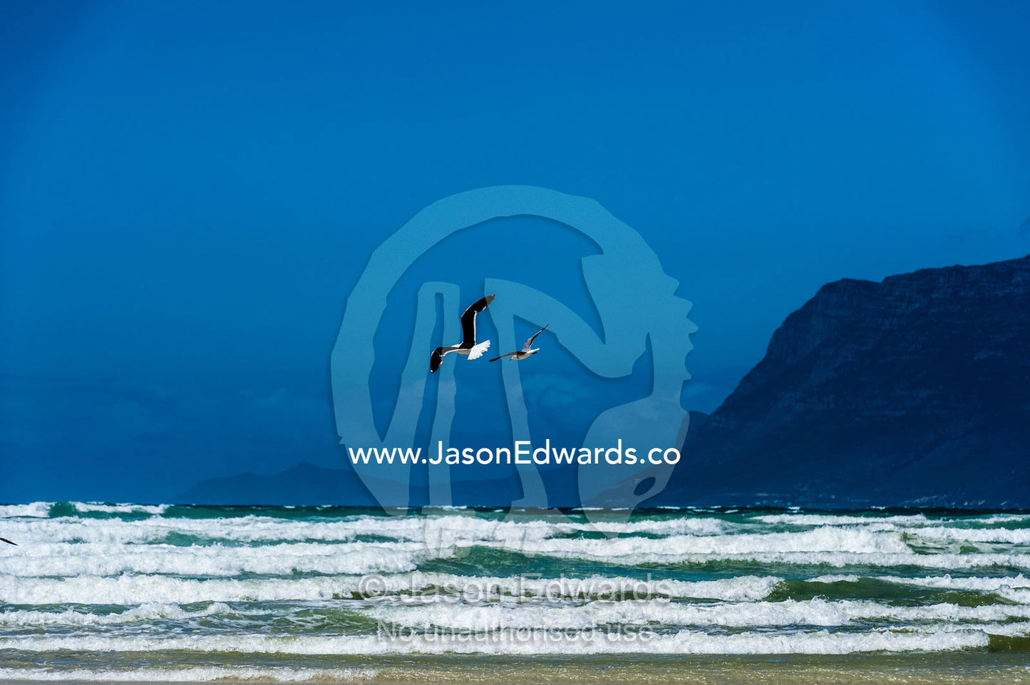 Two species of gulls quarrel over food above the surf. Surfers Corner, Muizenberg, Cape Town, Chapmans Peak Drive, Western Cape, South Africa.