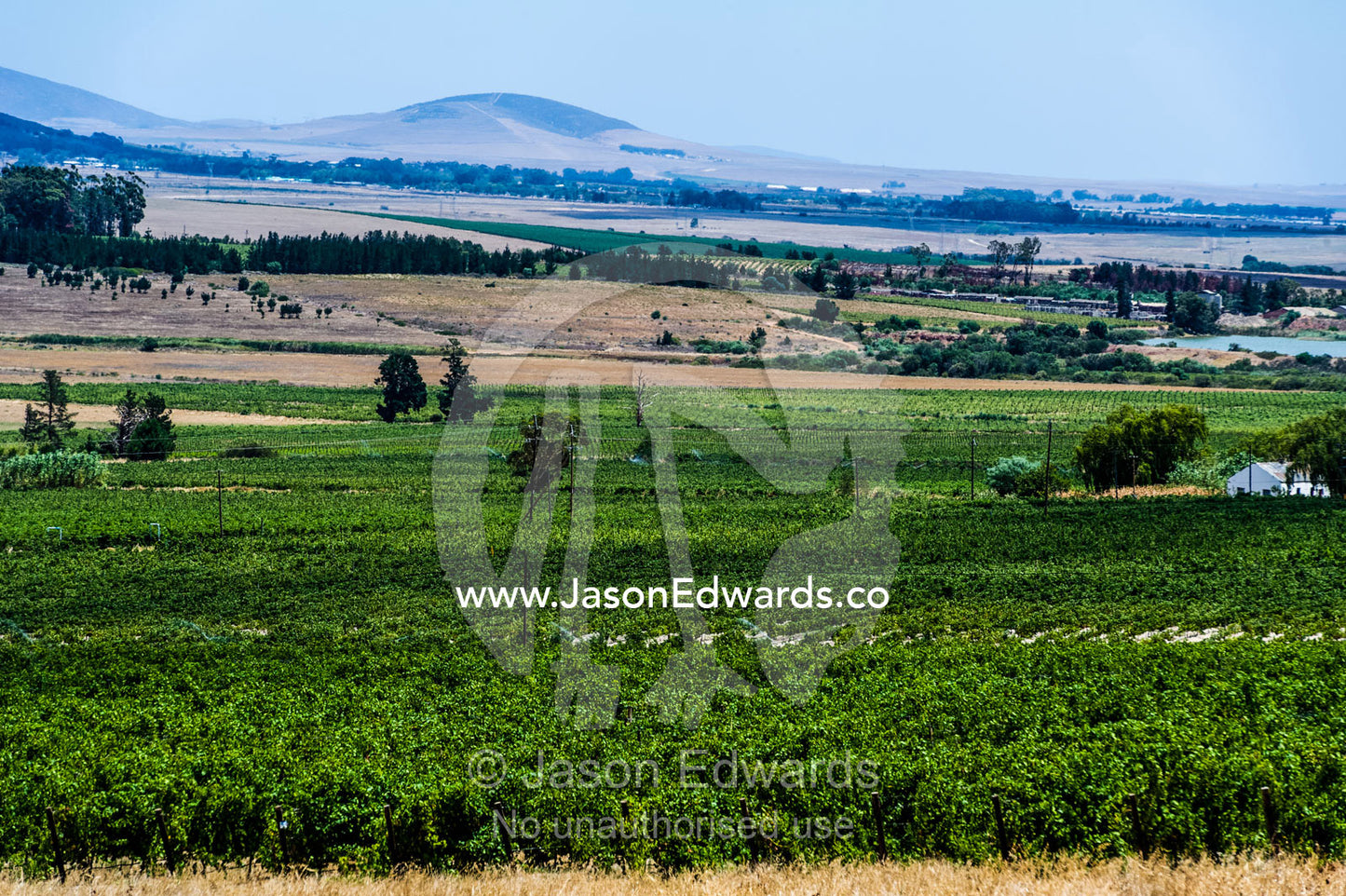 Vineyards full of lush grape vines cover a valley floor in green. Spice Route Winery, Stellenbosch, Western Cape, South Africa.