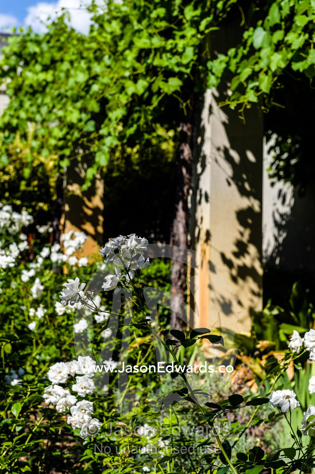 Flowers bloom beneath wine vines in a cottage garden in a winery. Fairview Wine Estate, Stellenbosch, Western Cape, South Africa.