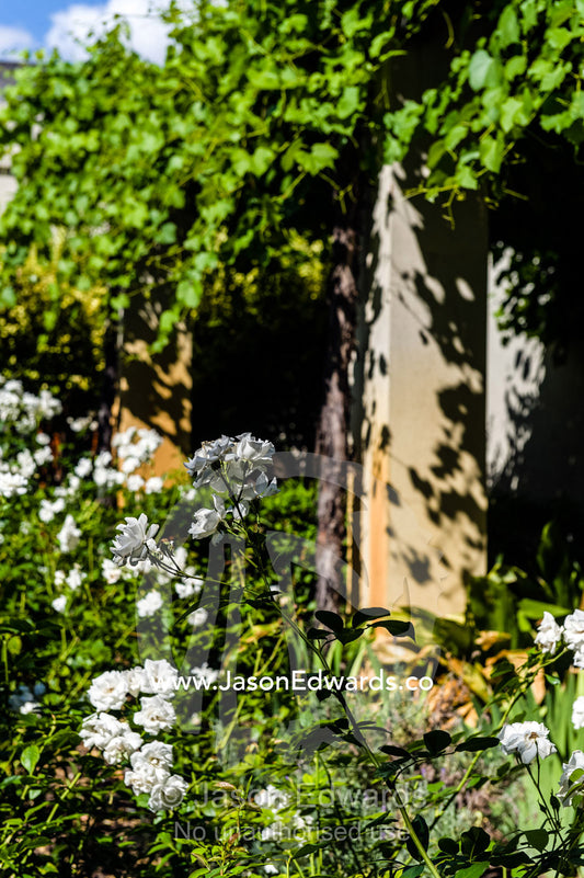 Flowers bloom beneath wine vines in a cottage garden in a winery. Fairview Wine Estate, Stellenbosch, Western Cape, South Africa.