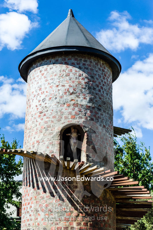A domestic goat peers through the doorway of his castle turret home. Fairview Wine Estate, Stellenbosch, Western Cape, South Africa.