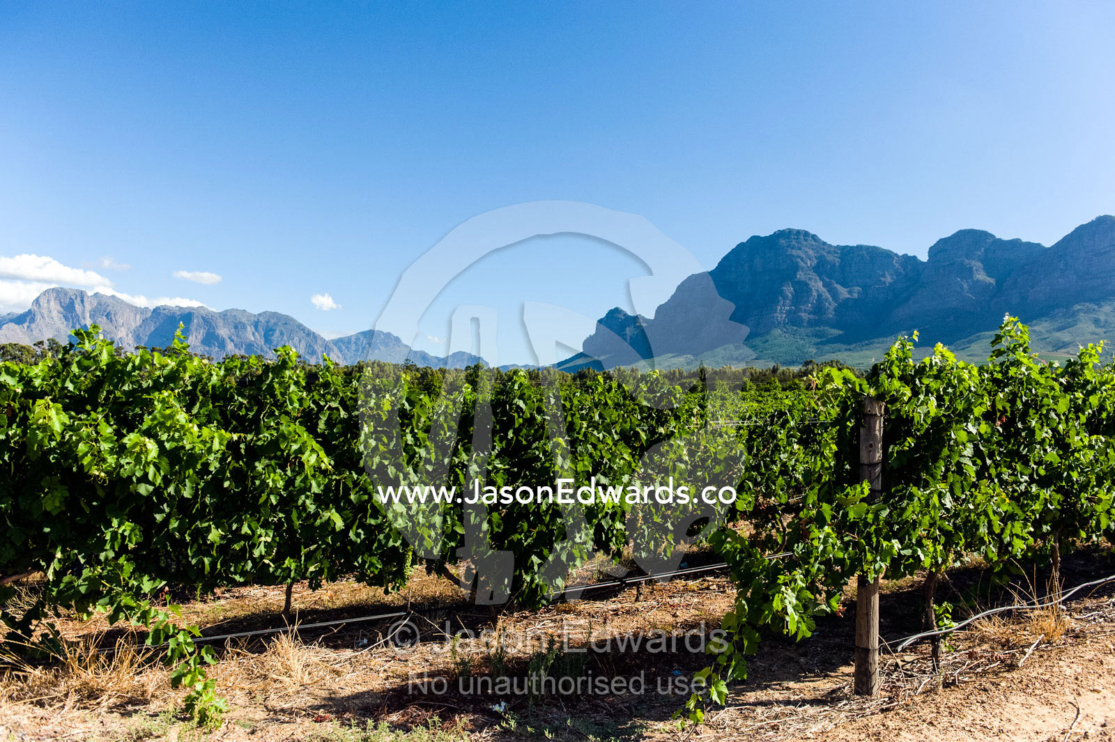 Lush, green grape vines catch the afternoon sunlight in a vineyard. Stellenbosch, Western Cape, South Africa.