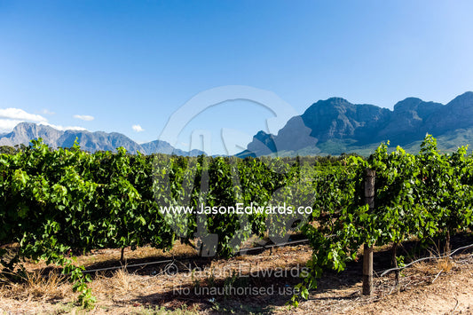 Lush, green grape vines catch the afternoon sunlight in a vineyard. Stellenbosch, Western Cape, South Africa.