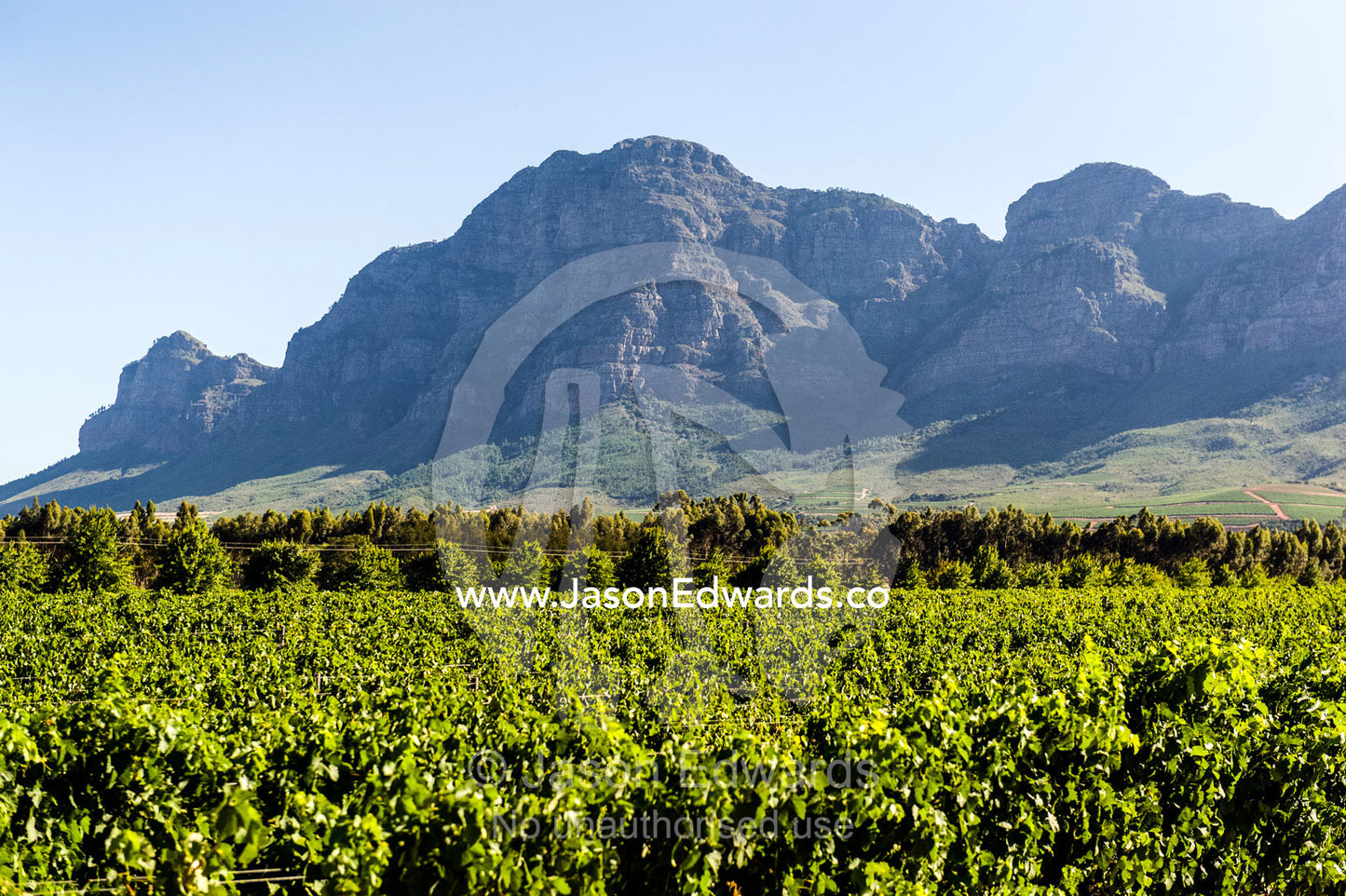 Lush, green grape vines catch the afternoon sunlight in a vineyard. Stellenbosch, Western Cape, South Africa.