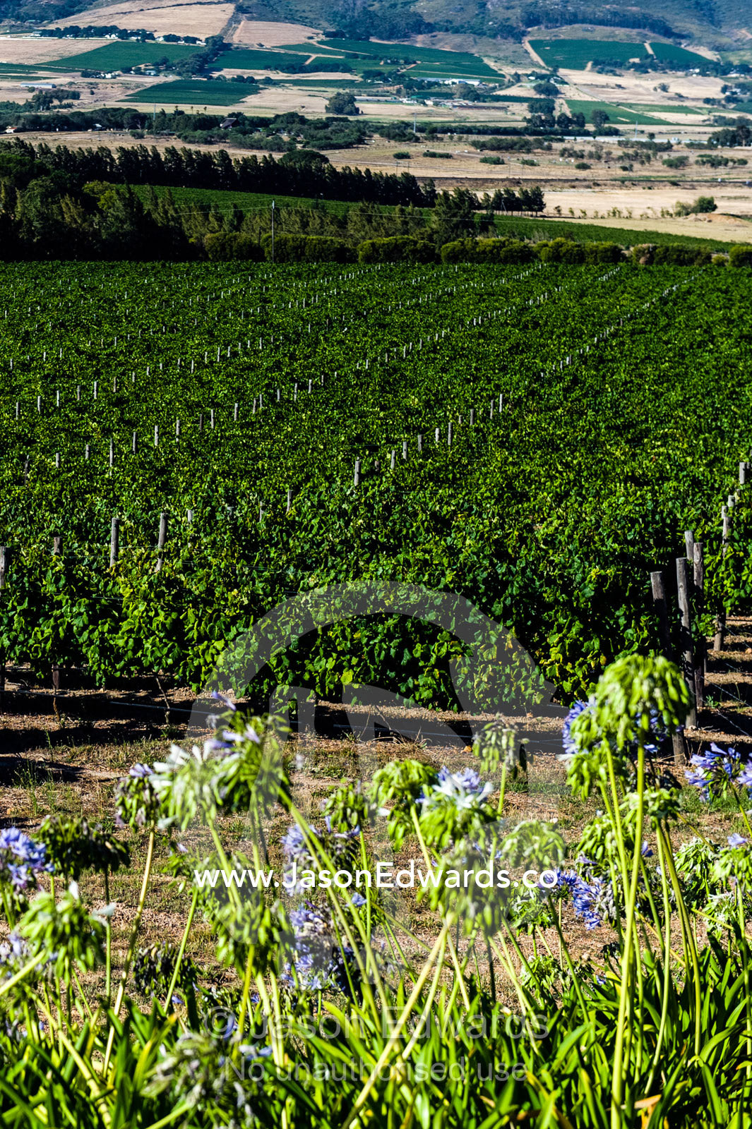 Lush, green grape vines catch the afternoon sunlight in a vineyard. Stellenbosch, Western Cape, South Africa.