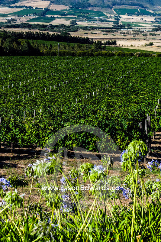Lush, green grape vines catch the afternoon sunlight in a vineyard. Stellenbosch, Western Cape, South Africa.