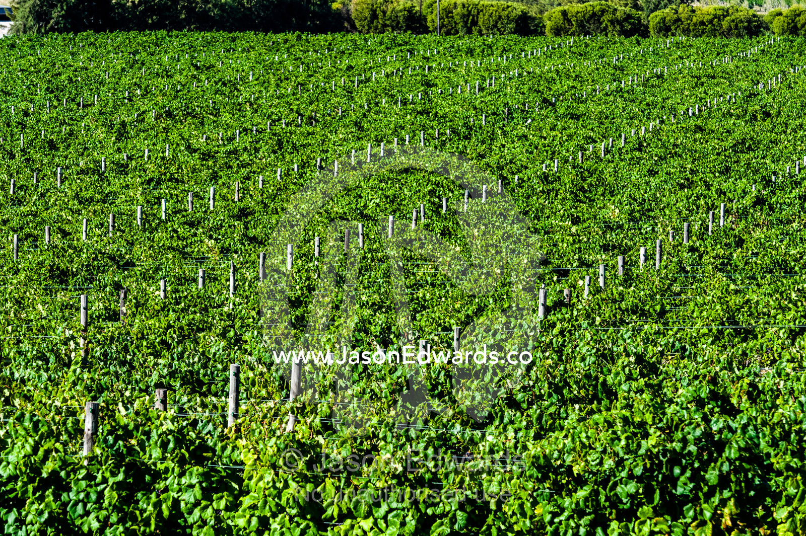Lush, green grape vines catch the afternoon sunlight in a vineyard. Stellenbosch, Western Cape, South Africa.