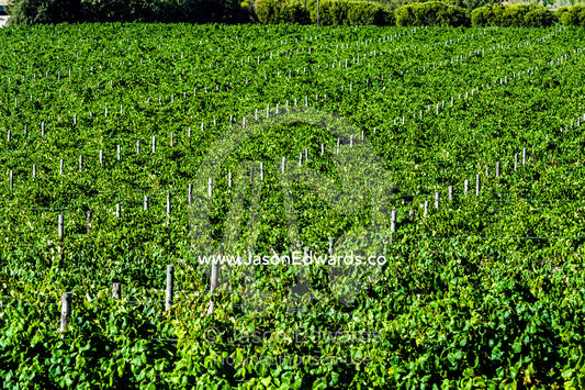 Lush, green grape vines catch the afternoon sunlight in a vineyard. Stellenbosch, Western Cape, South Africa.
