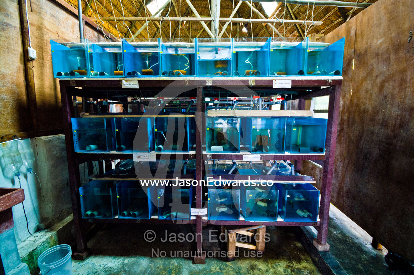 Banks of aquariums in a freshwater fish breeding research facility in the Amazon Basin. Iquitos, Amazon Basin, Loreto Region, Maynas Province, Peru.