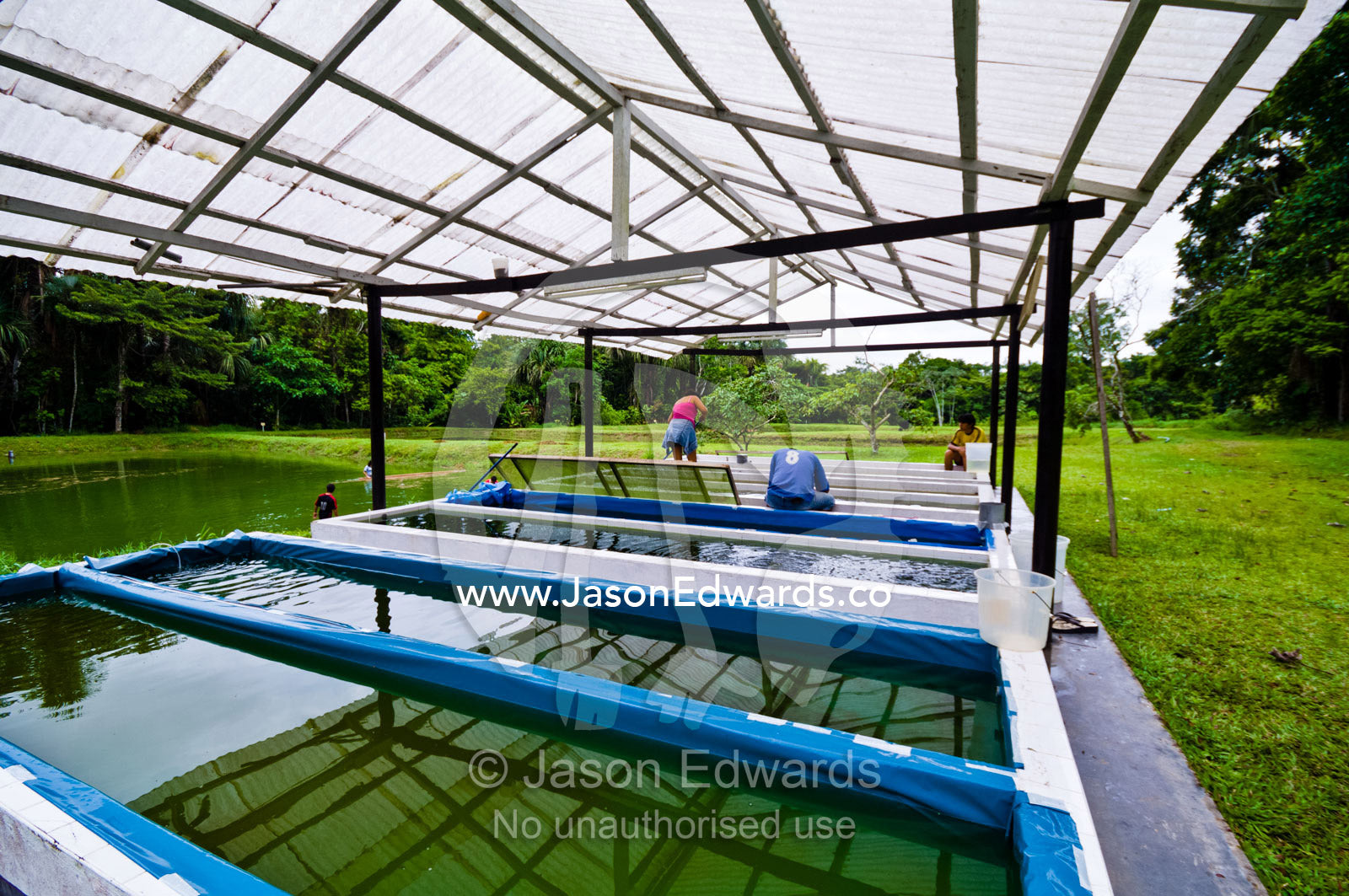 Algae ponds with freshwater fish and aquatic plants at a research facility in the Amazon Basin. Iquitos, Amazon Basin, Loreto Region, Maynas Province, Peru.