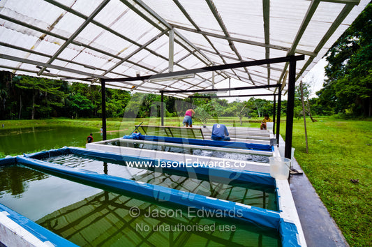 Algae ponds with freshwater fish and aquatic plants at a research facility in the Amazon Basin. Iquitos, Amazon Basin, Loreto Region, Maynas Province, Peru.