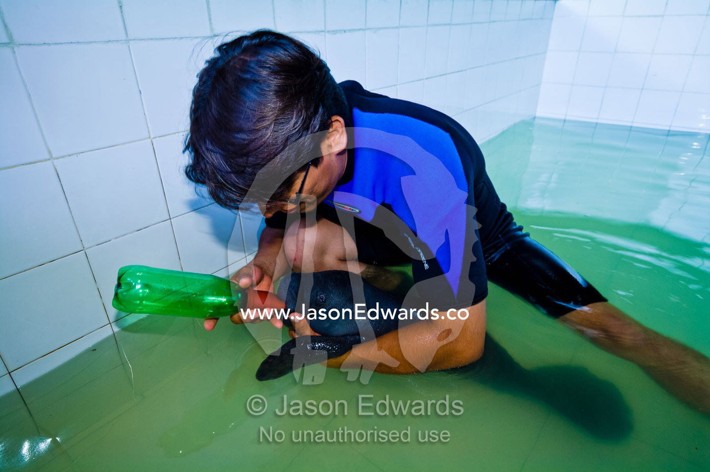 A marine mammal specialist feeding an orphan Amazonian Manatee calf with a milk bottle in a bath. Iquitos, Amazon Basin, Loreto Region, Maynas Province, Peru.