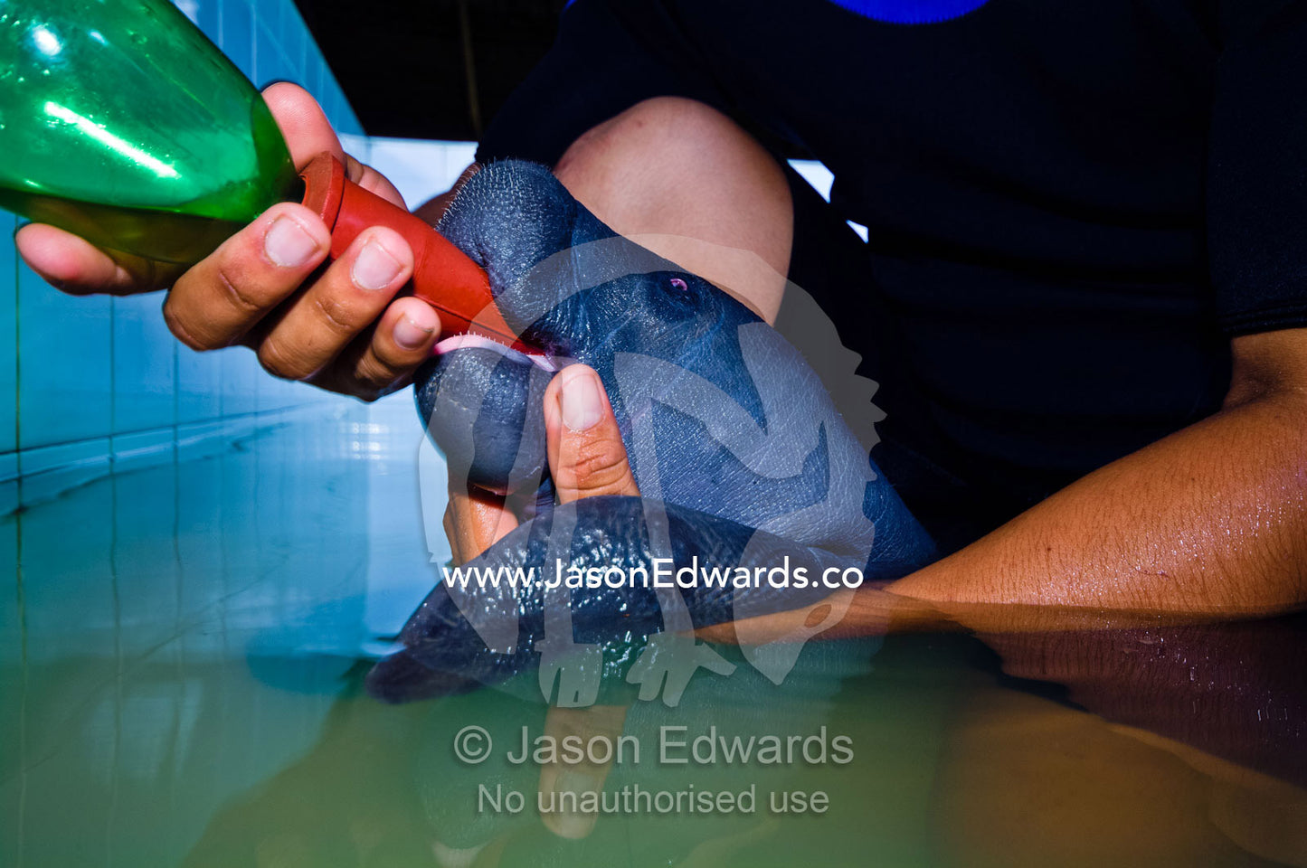 A marine mammal specialist feeding an orphan Amazonian Manatee calf with a milk bottle in a bath. Iquitos, Amazon Basin, Loreto Region, Maynas Province, Peru.