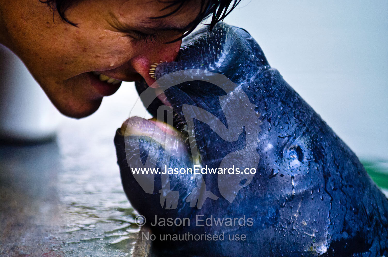 An orphan Amazonian Manatee calf caresses a marine mammal specialist. Iquitos, Amazon Basin, Loreto Region, Maynas Province, Peru.