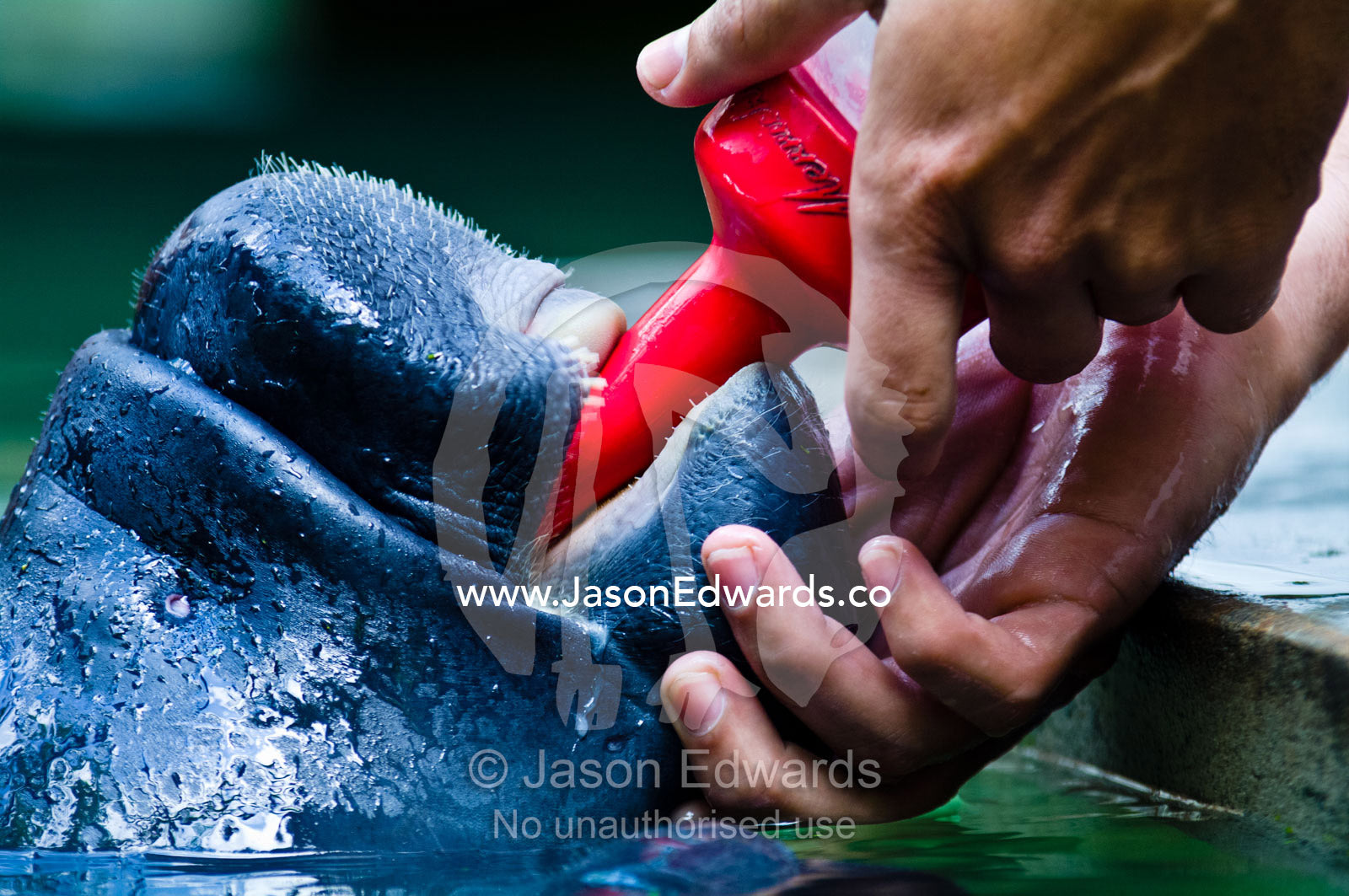A marine mammal specialist feeding an orphan Amazonian Manatee calf with a milk bottle. Iquitos, Amazon Basin, Loreto Region, Maynas Province, Peru.