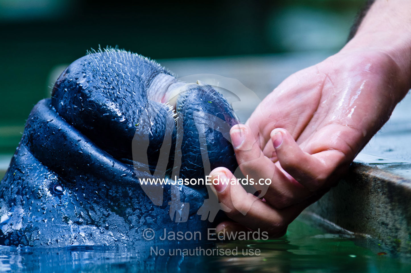 A marine mammal specialist caresses the chin of an orphan Amazonian Manatee calf. Iquitos, Amazon Basin, Loreto Region, Maynas Province, Peru.