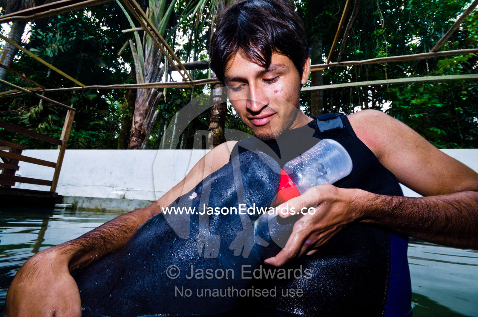 A marine mammal specialist feeding an orphan Amazonian Manatee calf with a milk bottle. Iquitos, Amazon Basin, Loreto Region, Maynas Province, Peru.