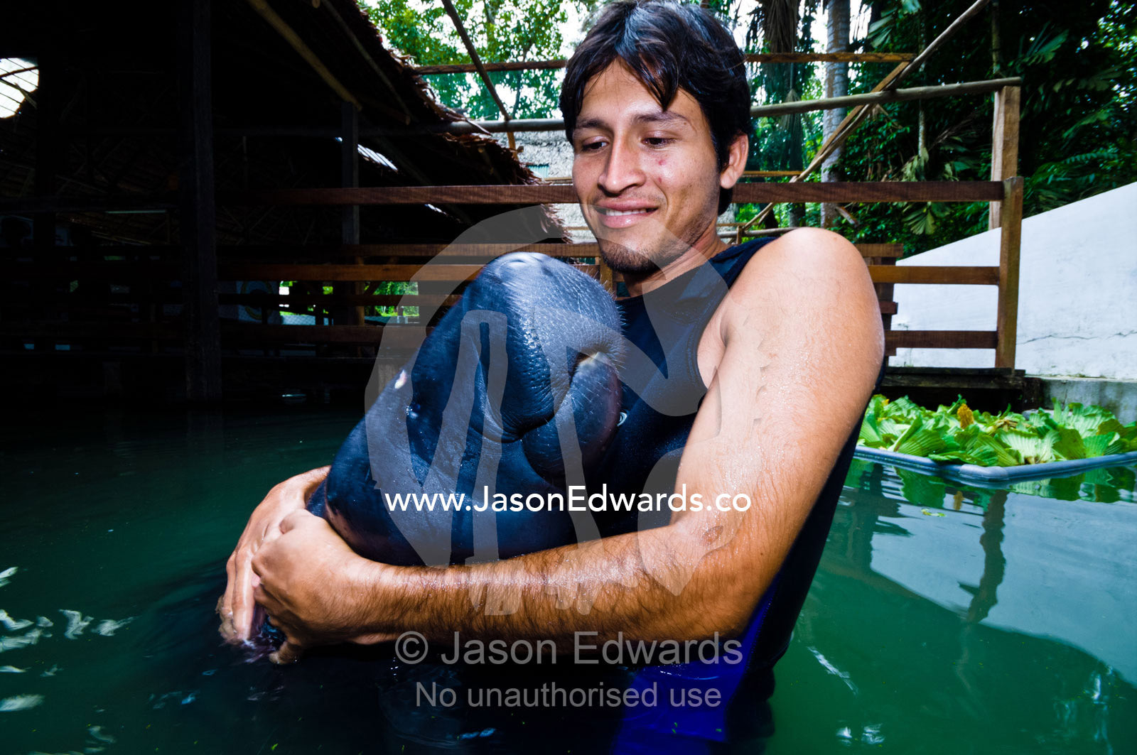 A marine mammal specialist hugging an orphan Amazonian Manatee calf at a rescue centre. Iquitos, Amazon Basin, Loreto Region, Maynas Province, Peru.