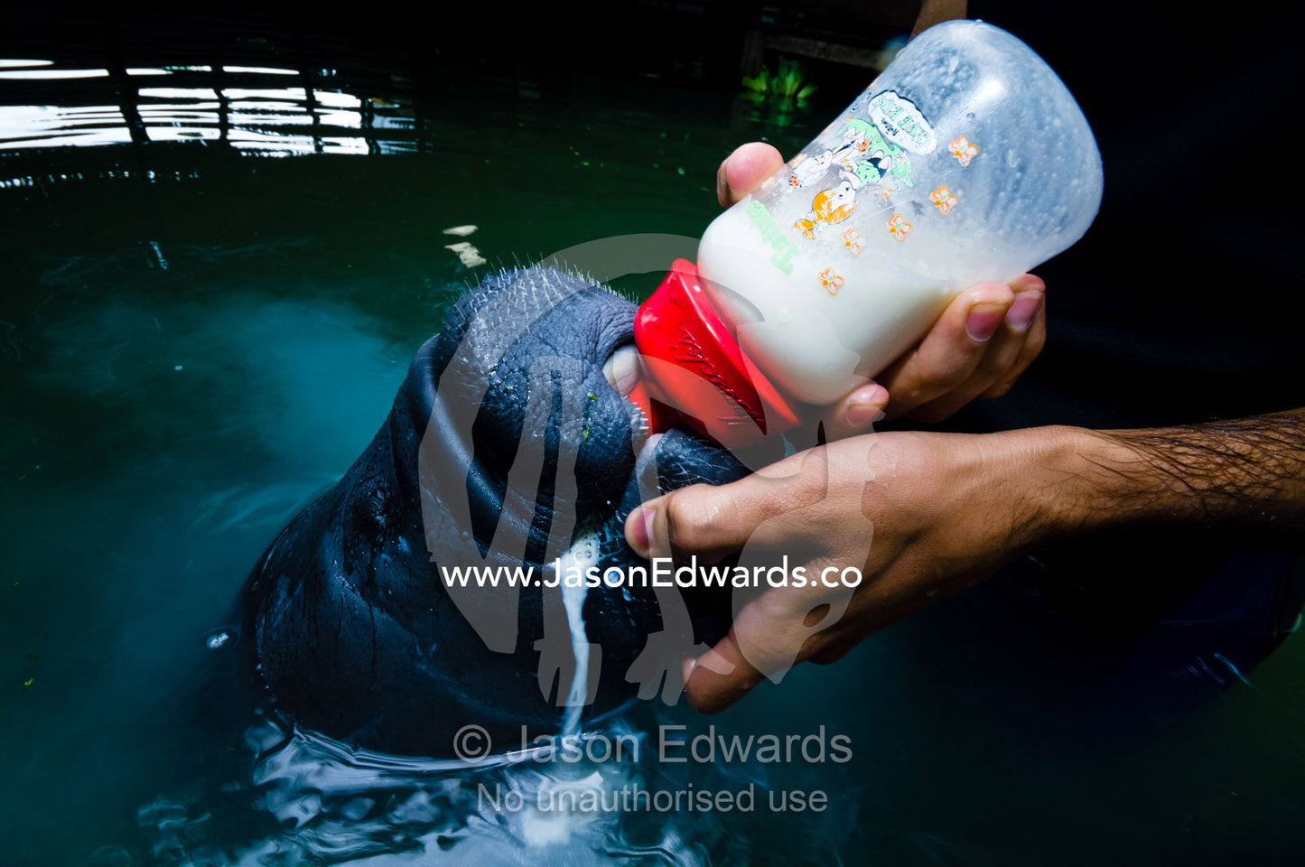 A marine mammal specialist feeding an orphan Amazonian Manatee calf with a milk bottle. Iquitos, Amazon Basin, Loreto Region, Maynas Province, Peru.