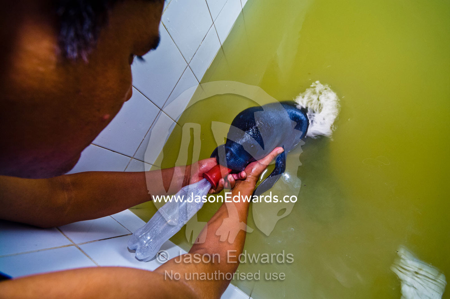 A marine mammal specialist feeding an orphan Amazonian Manatee calf with a milk bottle in a bath. Iquitos, Amazon Basin, Loreto Region, Maynas Province, Peru.