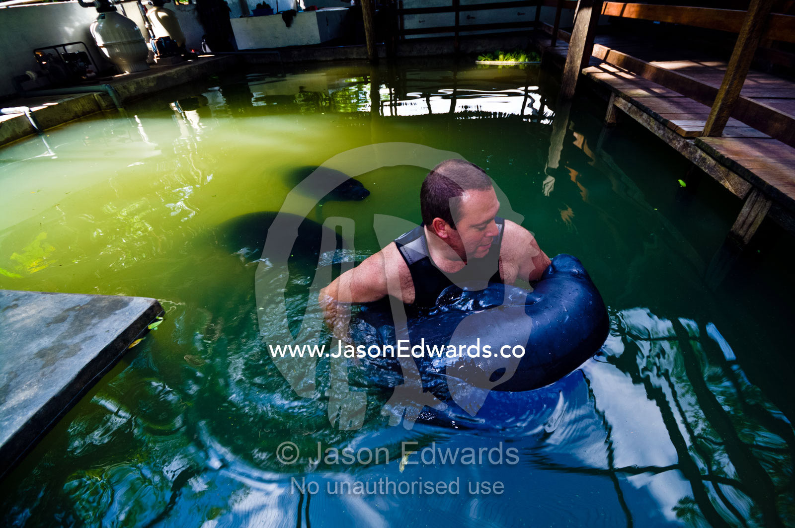A photographer being cuddled by an orphan Amazonian Manatee calf at a rescue centre. Iquitos, Amazon Basin, Loreto Region, Maynas Province, Peru.