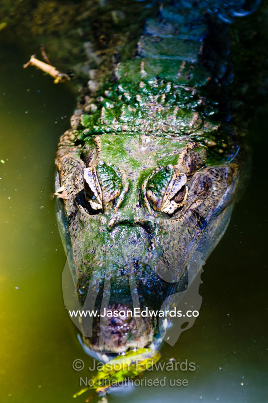 Green algae growing on the neck scales of a prehistoric Spectacled Caiman in a wetland pool. Parque de Quistococha, Quistococha Zoo, Iquitos, Amazon Basin, Loreto Region, Maynas Province, Peru.