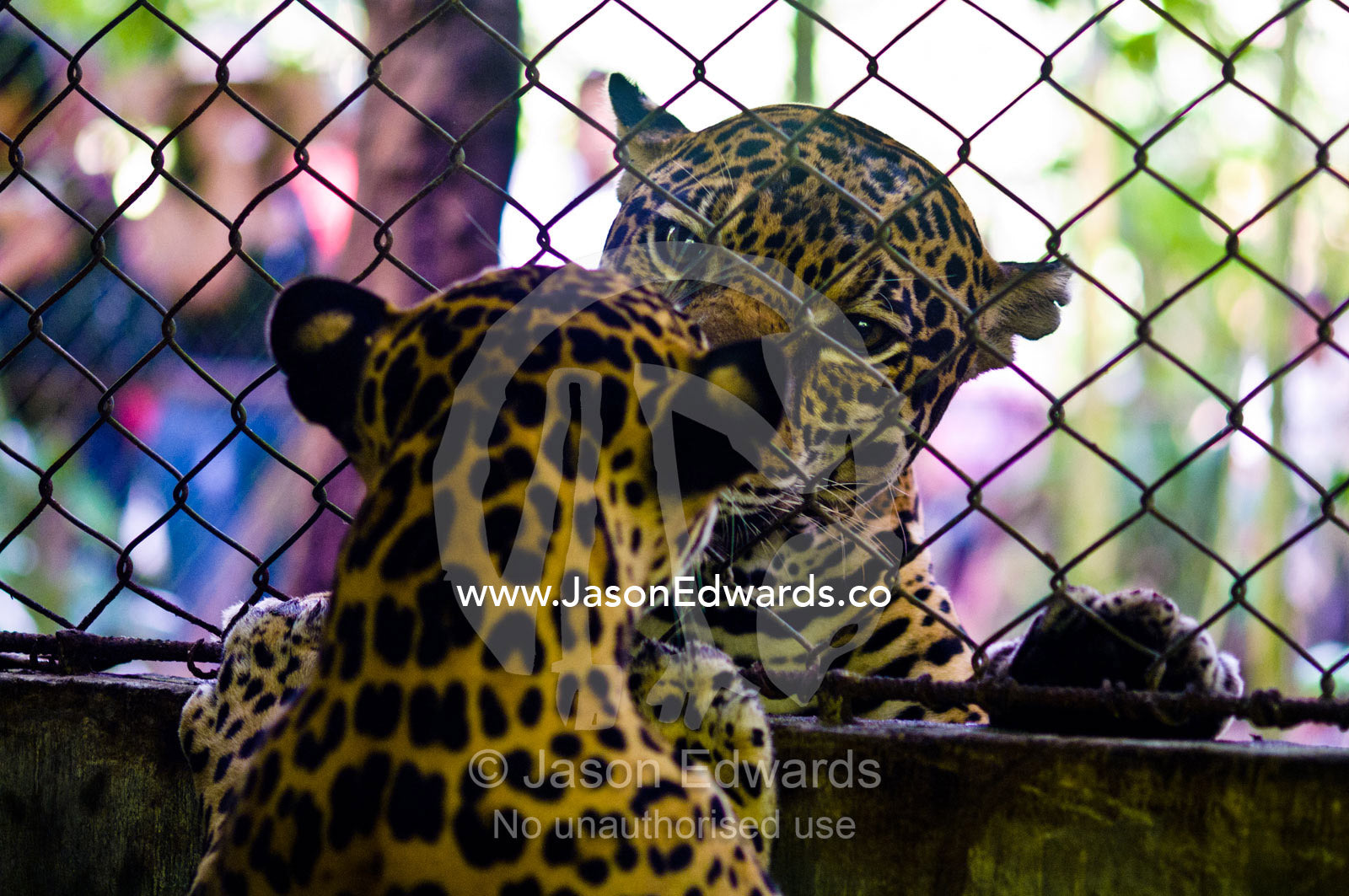 A confiscated Jaguar meets another for the first time after living in an urban environment. Parque de Quistococha, Quistococha Zoo, Iquitos, Amazon Basin, Loreto Region, Maynas Province, Peru.