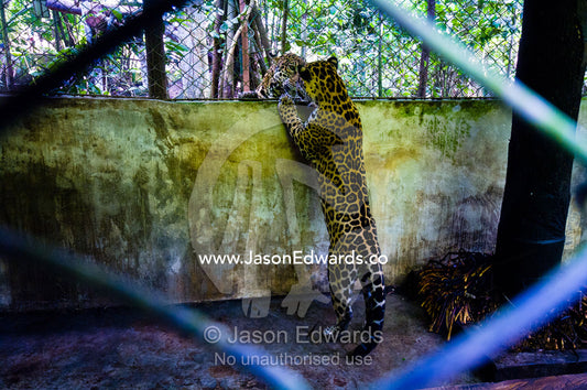 A confiscated Jaguar meets another for the first time after living in an urban environment. Parque de Quistococha, Quistococha Zoo, Iquitos, Amazon Basin, Loreto Region, Maynas Province, Peru.