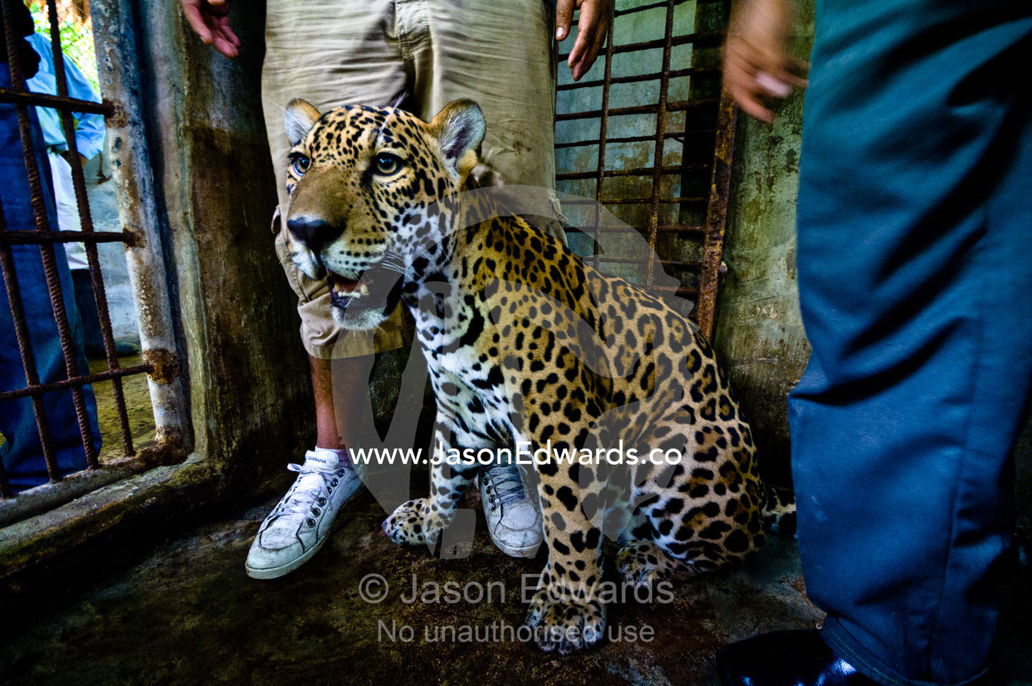 A hand-raised Jaguar rests in a zoo holding cage after being confiscated from a private home. Parque de Quistococha, Quistococha Zoo, Iquitos, Amazon Basin, Loreto Region, Maynas Province, Peru.