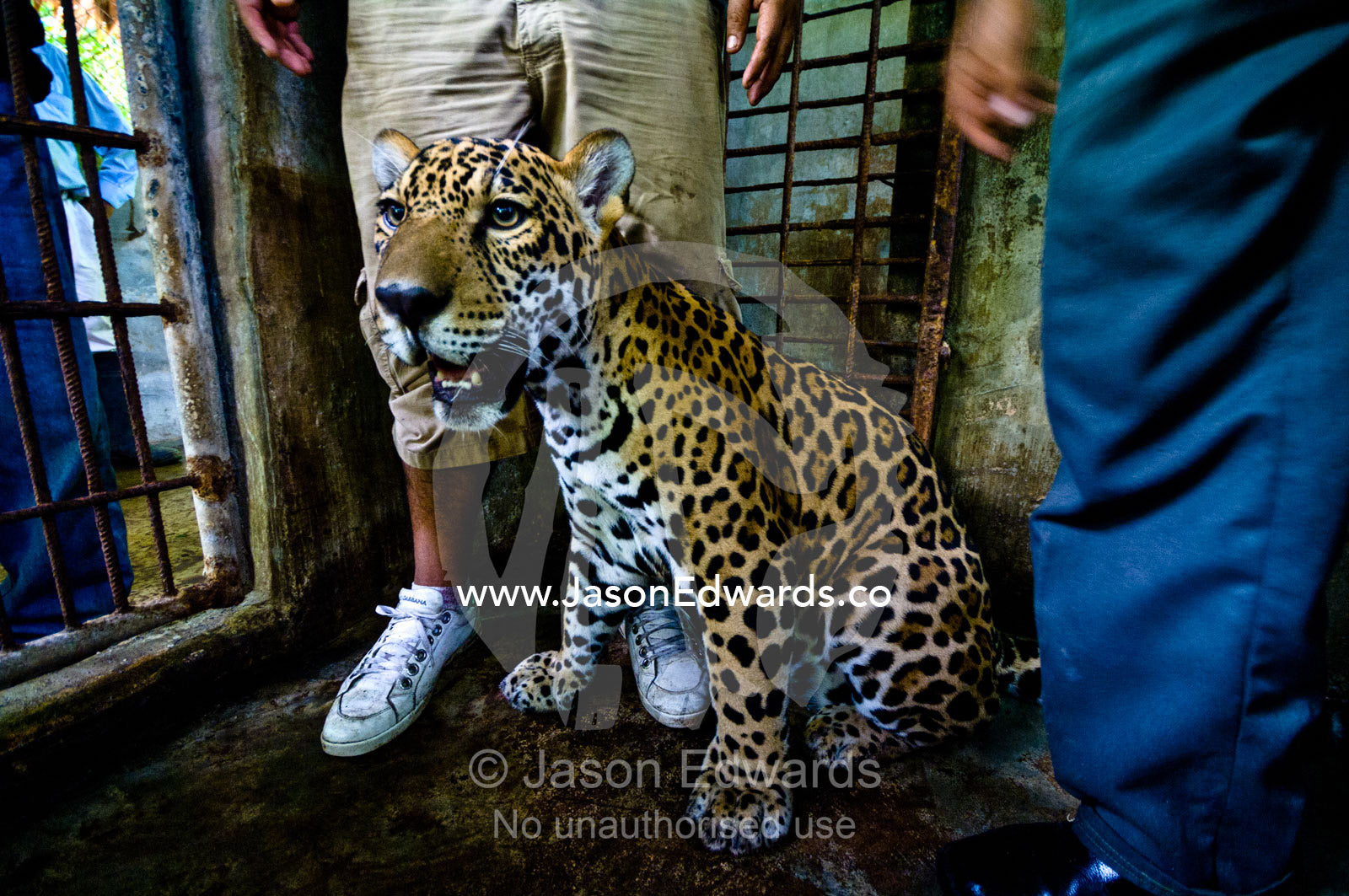 A hand-raised Jaguar rests in a zoo holding cage after being confiscated from a private home. Parque de Quistococha, Quistococha Zoo, Iquitos, Amazon Basin, Loreto Region, Maynas Province, Peru.