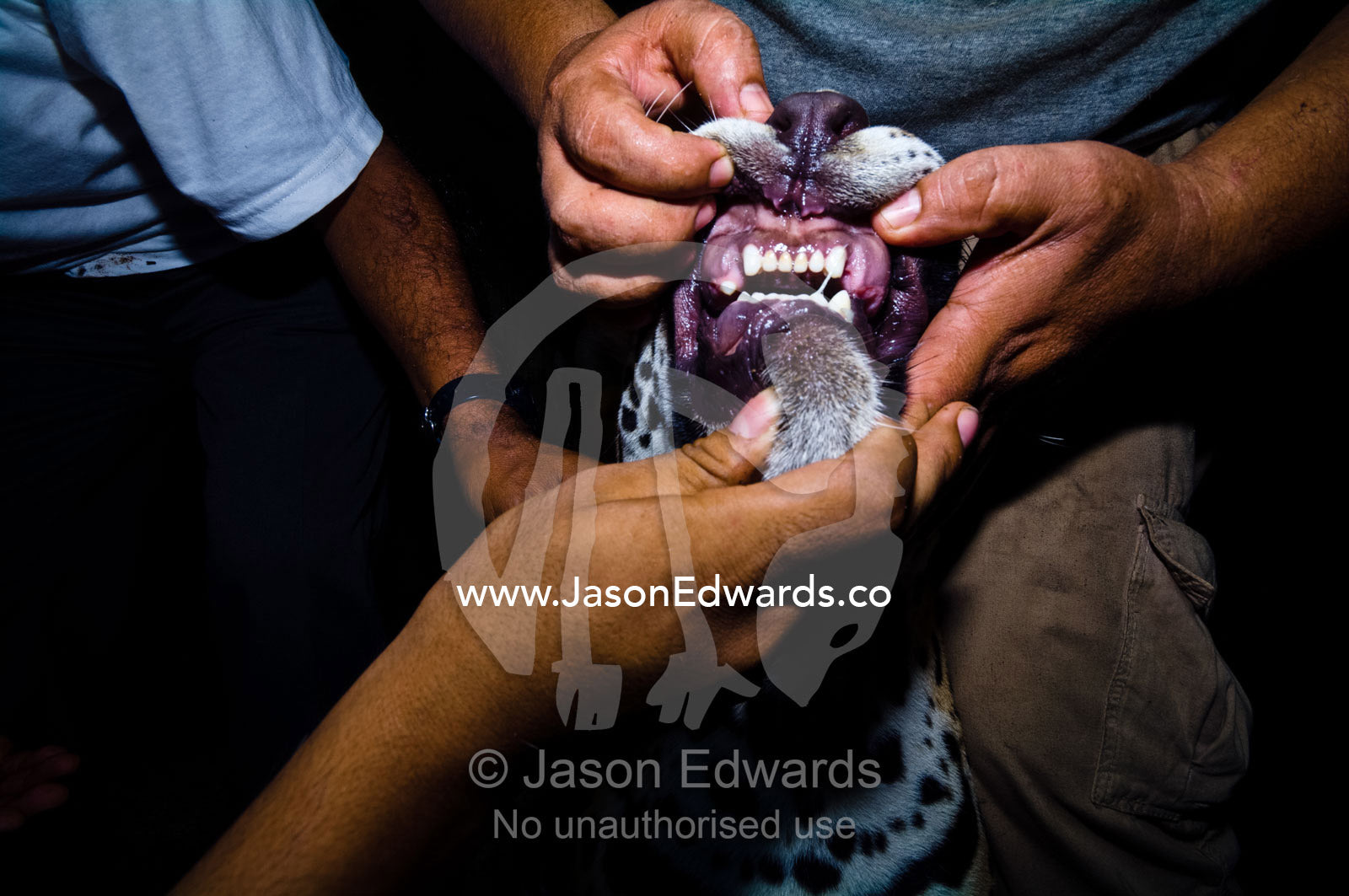 Conservation officers examine a Jaguar's jaws for infection after poachers tore out its teeth. Parque de Quistococha, Quistococha Zoo, Iquitos, Amazon Basin, Loreto Region, Maynas Province, Peru.