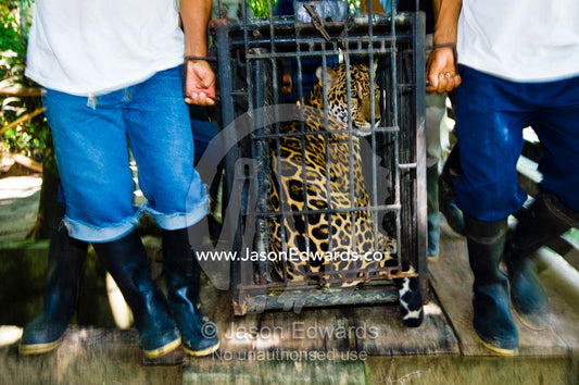 Government officers and zoo keepers carry a confiscated Jaguar in a steel cage to a holding facility. Parque de Quistococha, Quistococha Zoo, Iquitos, Amazon Basin, Loreto Region, Maynas Province, Peru.
