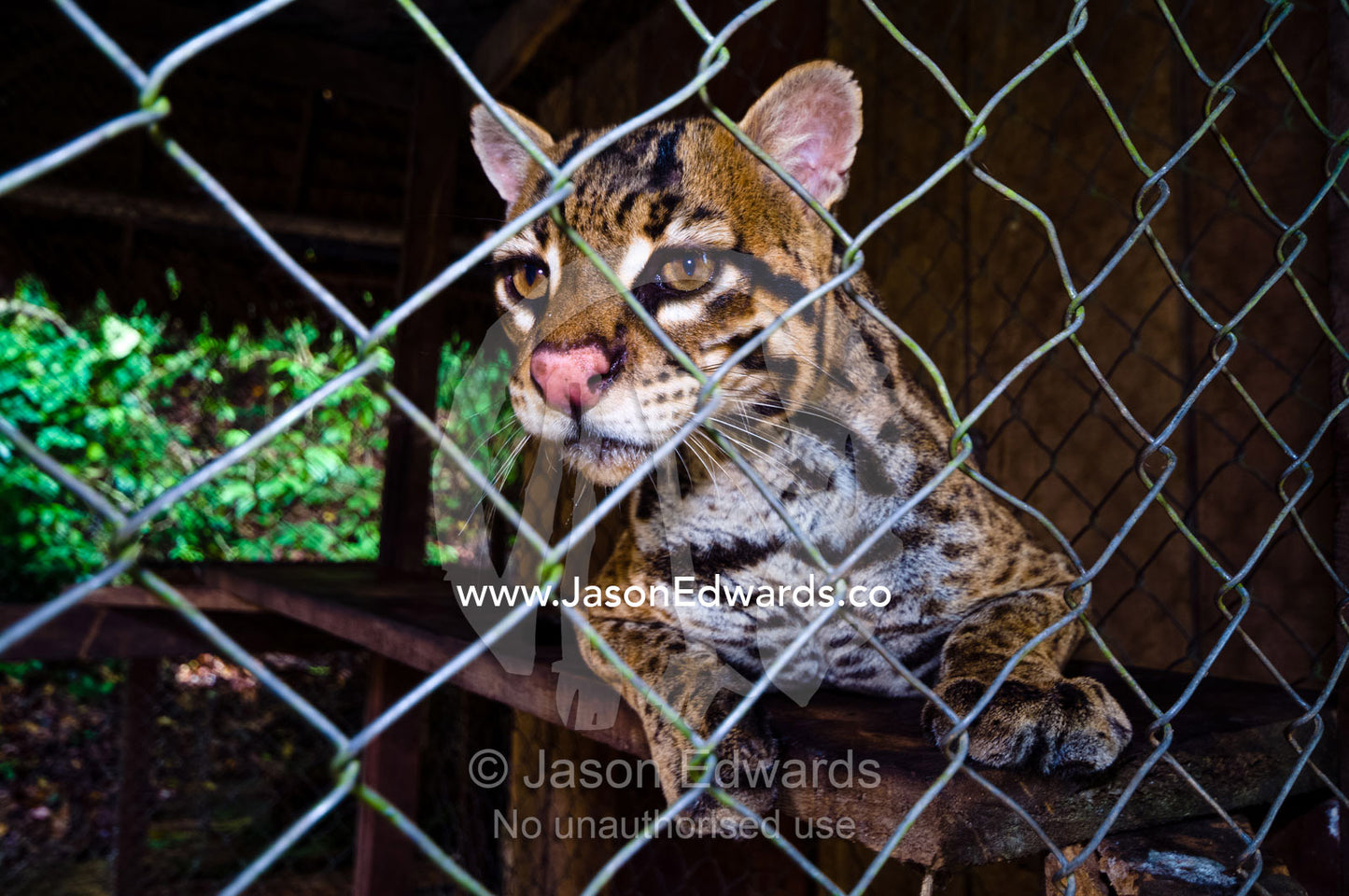 An ocelot confiscated from poachers rests in a cage at a zoo in the Amazon Rainforest. Parque de Quistococha, Quistococha Zoo, Iquitos, Amazon Basin, Loreto Region, Maynas Province, Peru.