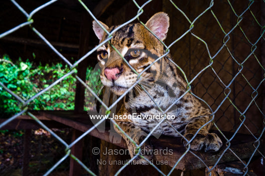 An ocelot confiscated from poachers rests in a cage at a zoo in the Amazon Rainforest. Parque de Quistococha, Quistococha Zoo, Iquitos, Amazon Basin, Loreto Region, Maynas Province, Peru.